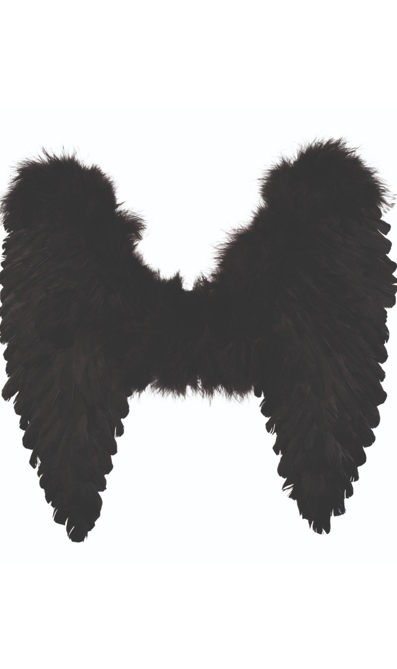 Ailes Noires Éco