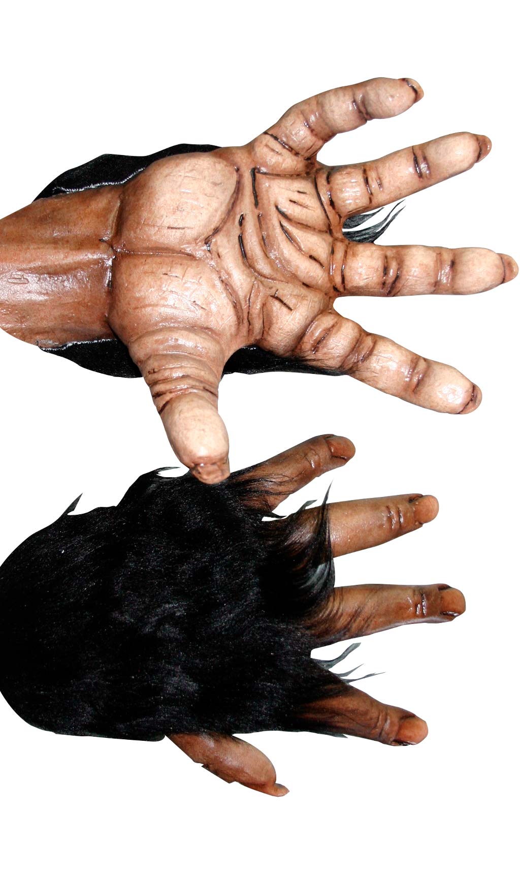 Mains pour Chimpanzé