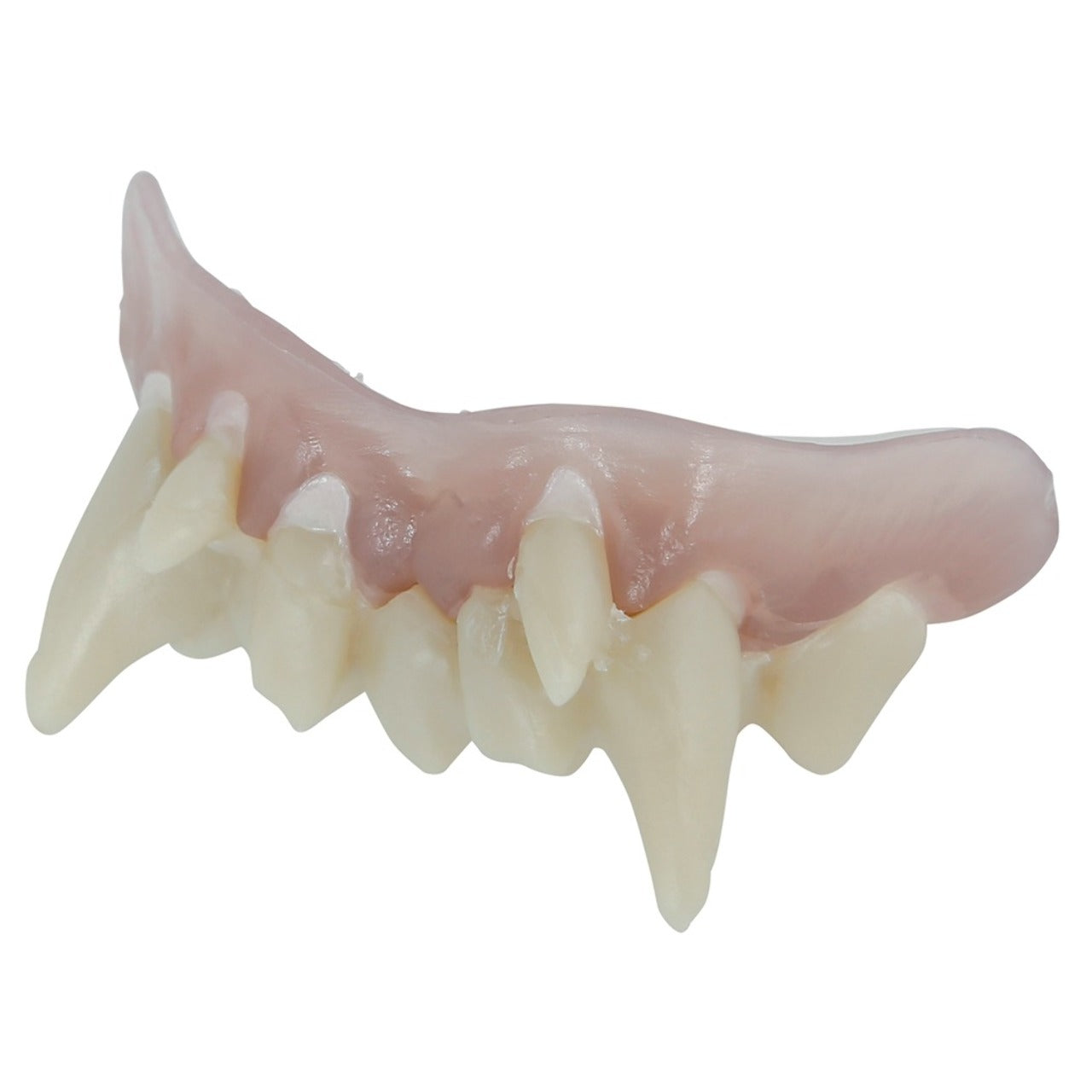Dentier Vampire avec Thermoplastique
