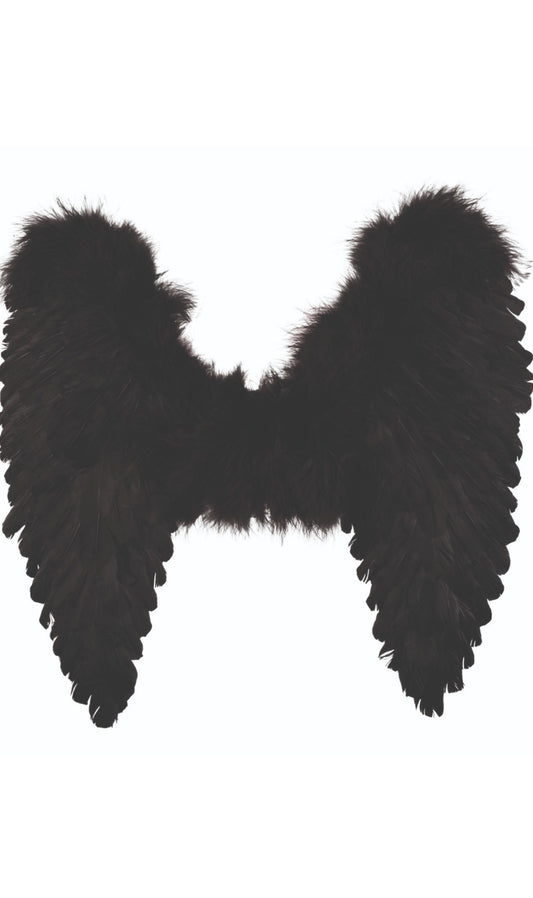 Ailes Noires Éco