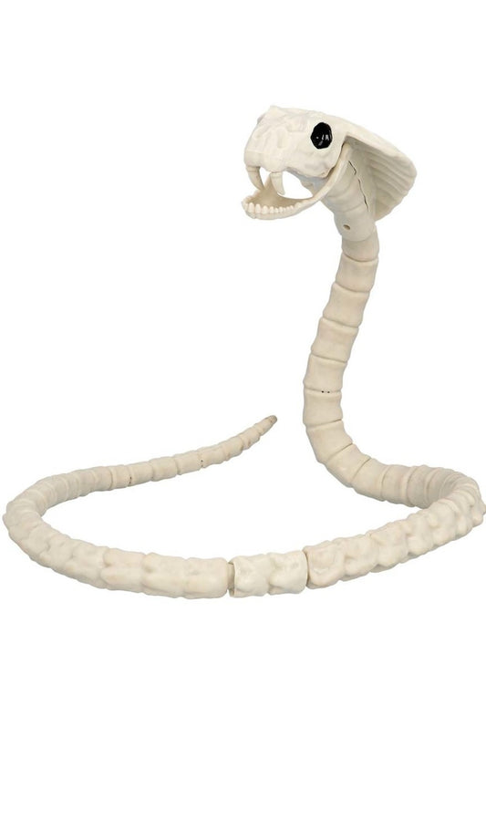 Squelette de serpent