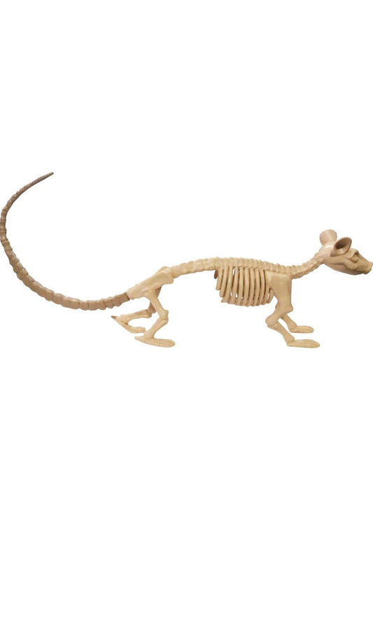 Squelette Rat